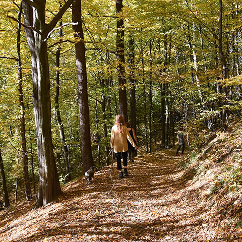 Lanckorona Las Szlaki