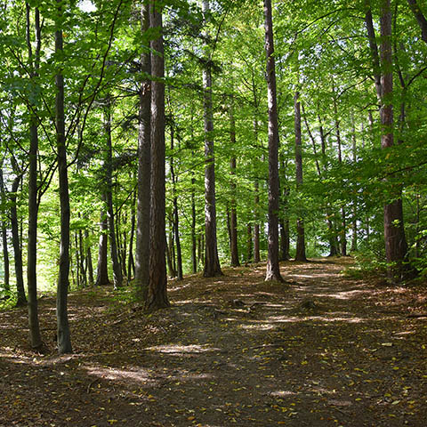 Lanckorona-Zamek-Spacery